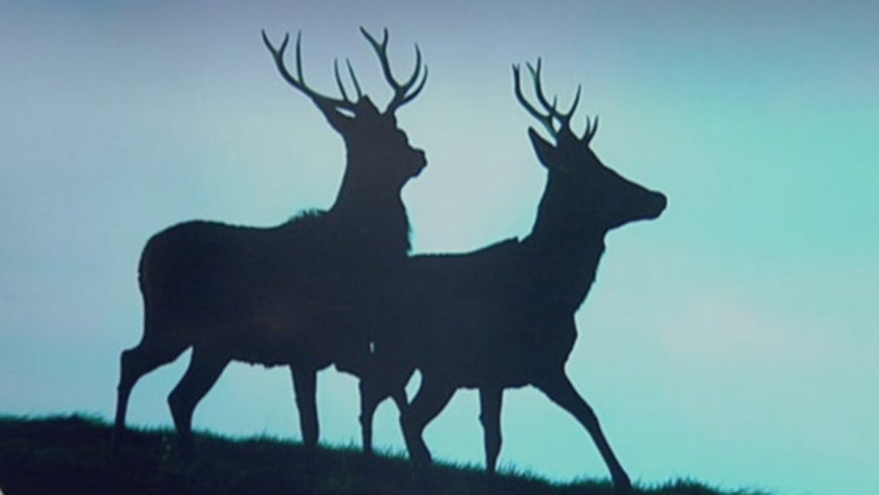 Officials suspect chronic wasting disease in Michigan deer