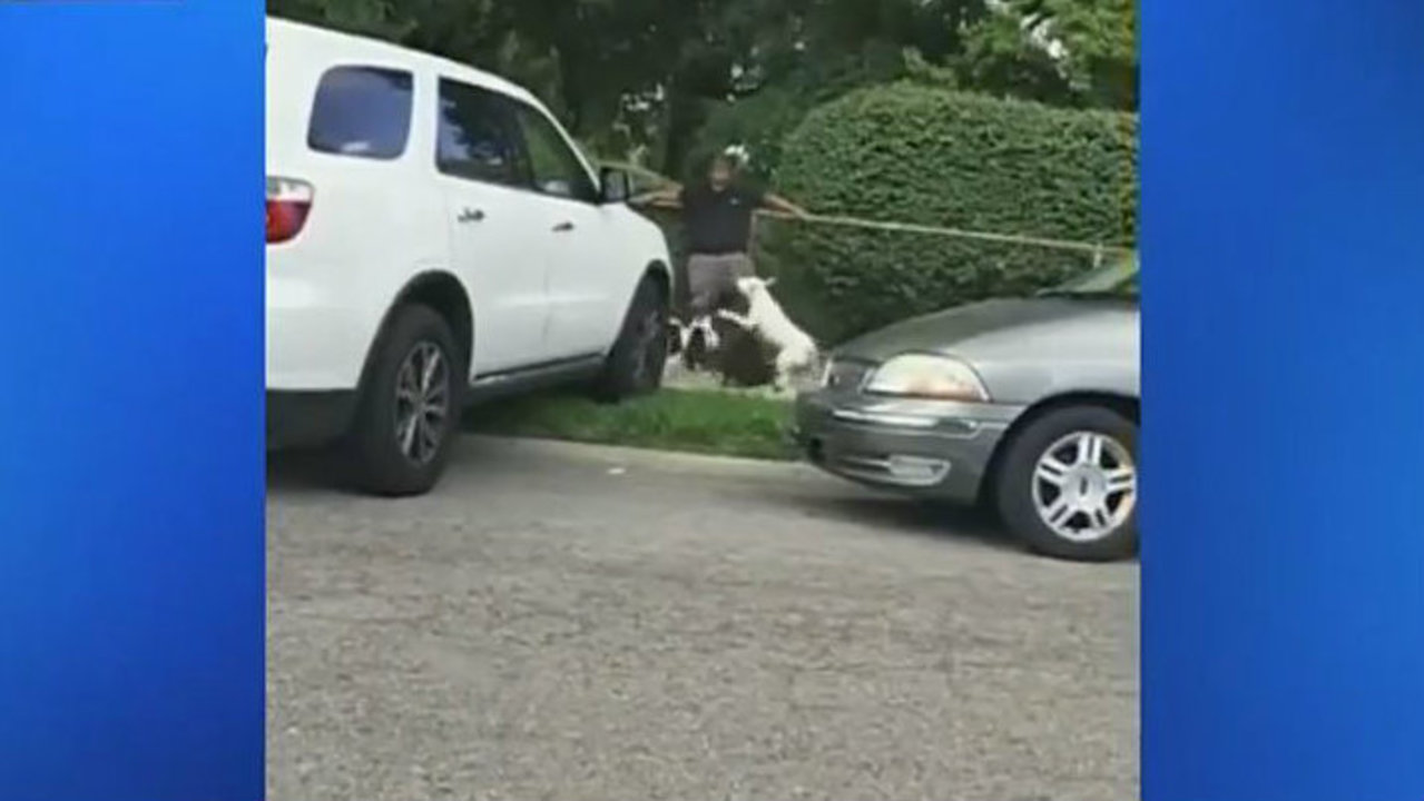 Dogs seen attacking teacher removed from outside Detroit school - WDIV Detroit