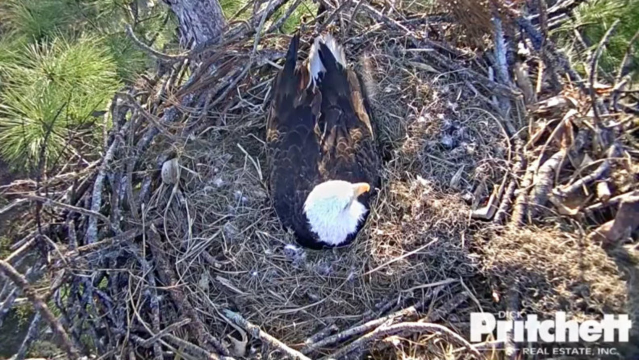 LIVE STREAM: Bald eagles await hatching of 2 eggs