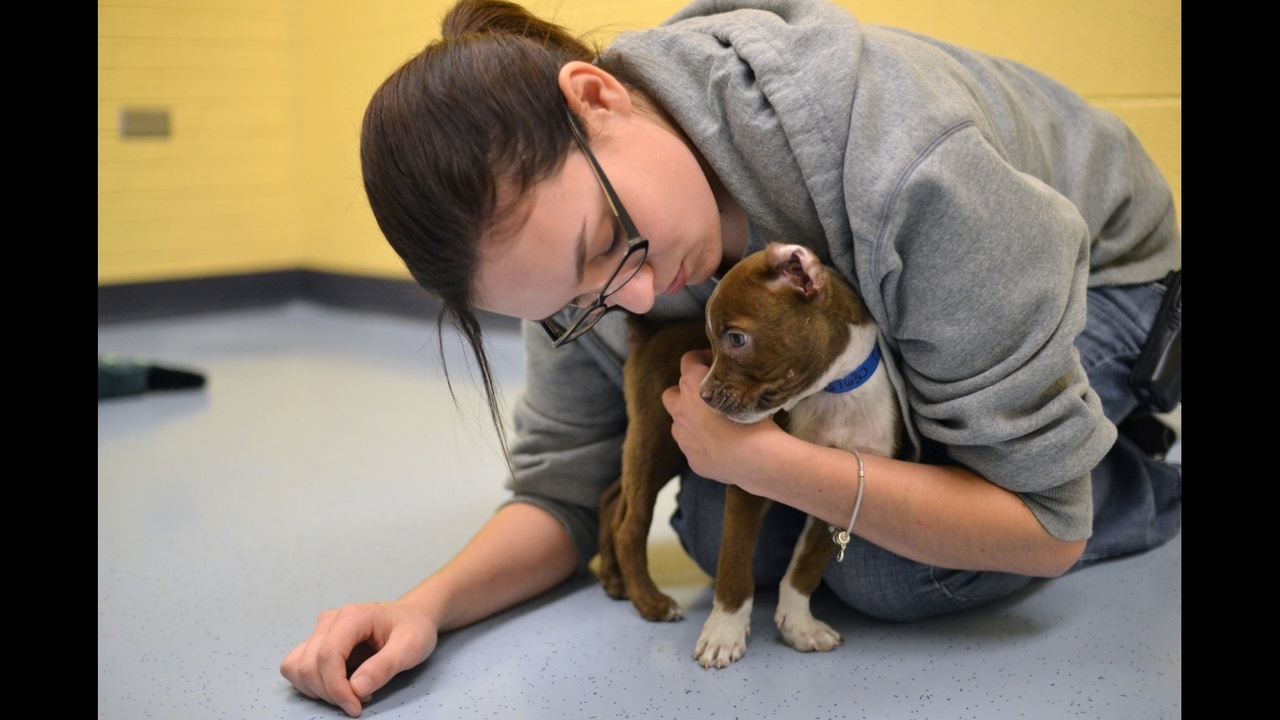8 reasons to adopt a dog