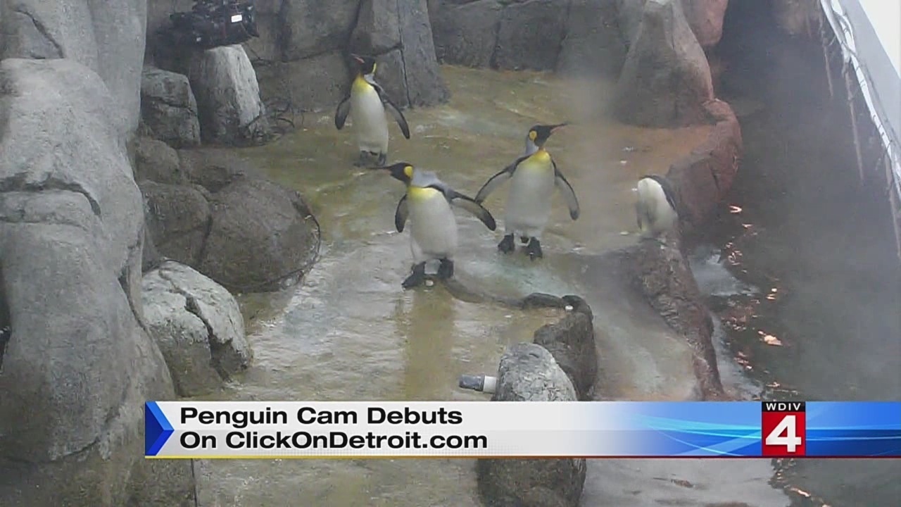 Watch penguins at the Detroit Zoo live on ClickOnDetroit