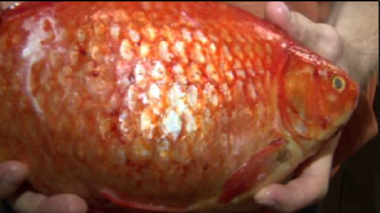 Giant goldfish caught in Lake St. Clair