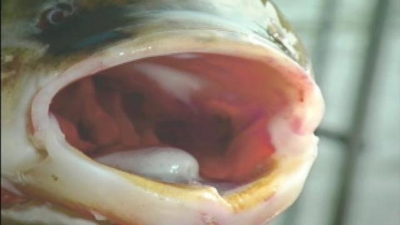 No Asian carp DNA found during Michigan waterway testing