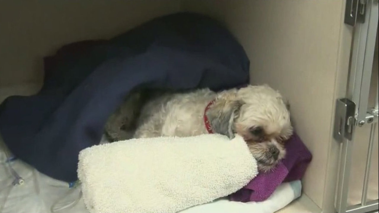 Dog thrown from moving car in Mt. Clemens