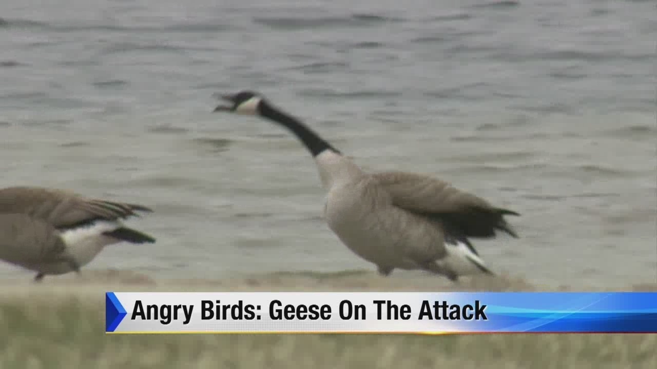 Monroe Truck Equipment >> Angry birds: Geese on the attack Monroe Truck Equipment >> Angry birds: Geese on the attack