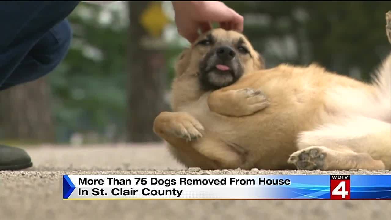 St Clair County Dog Rescue St Clair County Dog Rescue