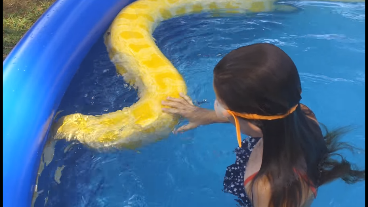 Video shows child swimming with rare albino Burmese python