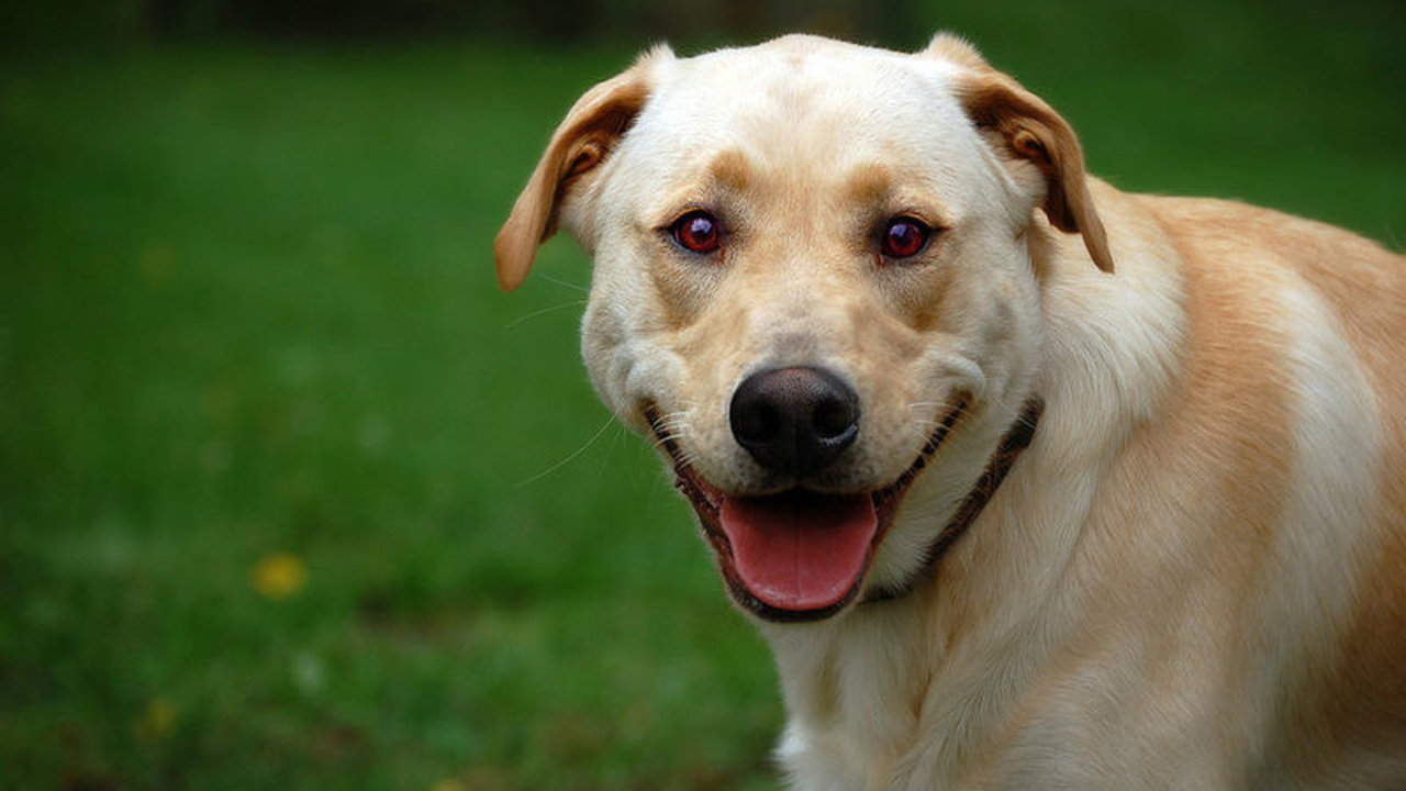 PetSmart Charities to donate food for every bag of dog, cat... - WDIV Detroit