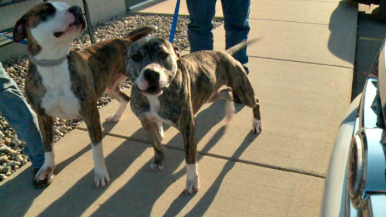 Michigan veteran's dogs pardoned from 'death row'