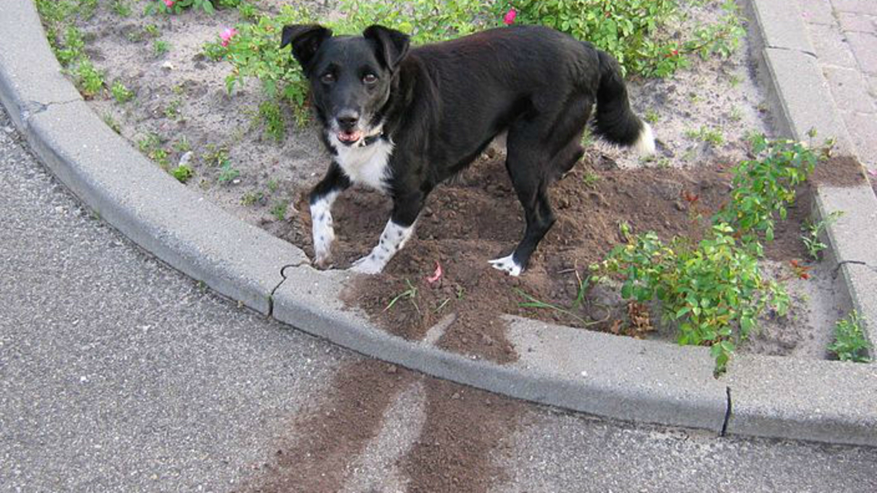 Why dogs dig and tips to prevent your dog from digging
