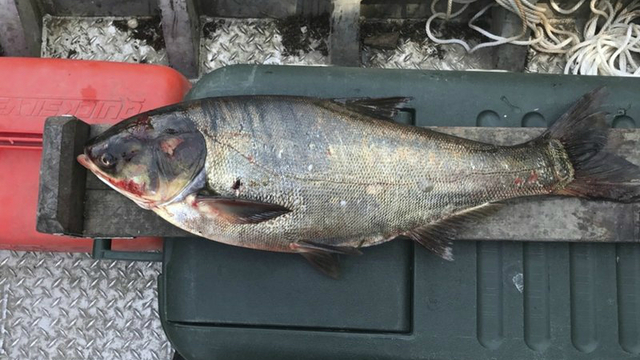 Officials to discuss plan focused on preventing Asian carp from reaching&hellip;
