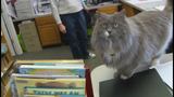 Board to decide fate of Michigan library cat