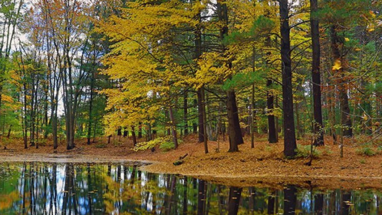 Body Central Sale >> $20 million canopy walk set to open this year in Michigan Body Central Sale >> $20 million canopy walk set to open this year in Michigan