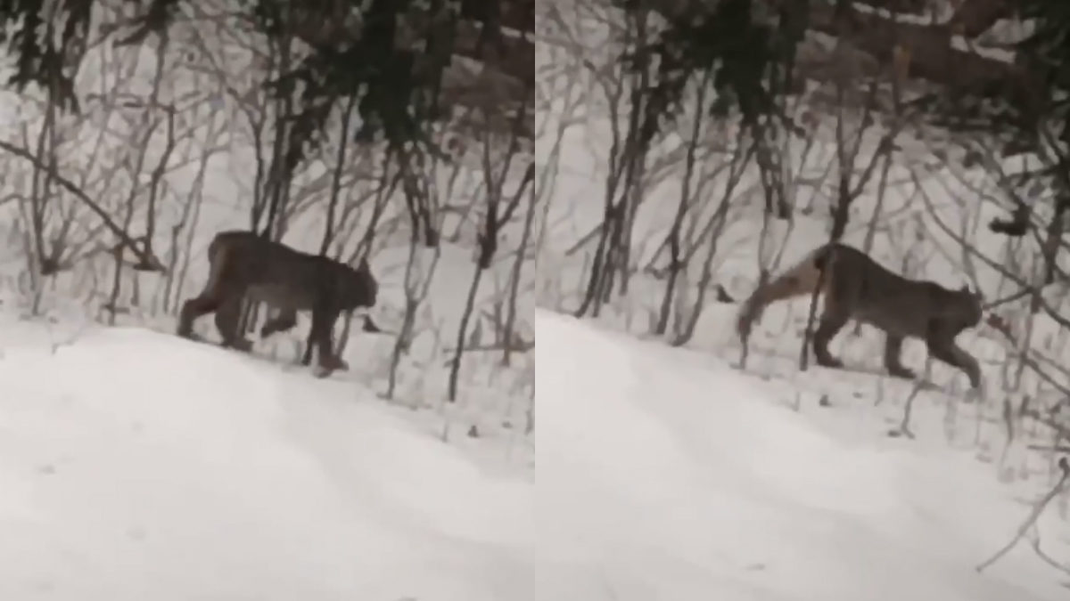 Michigan DNR confirms rare lynx sighting caught on video
