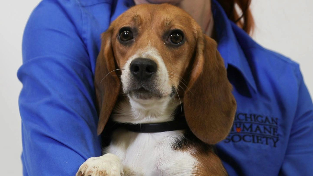 Beagles rescued from drug testing now up for adoption at...