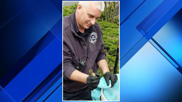 PHOTOS: Ann Arbor firefighters rescue ducklings from sewer