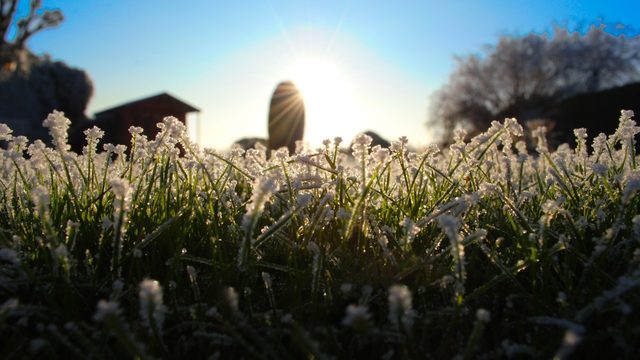 Most of Metro Detroit under frost advisory on Saturday