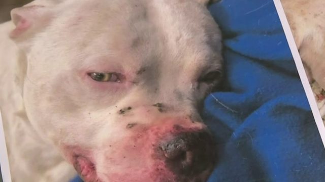 Detroit Animal Care and Control making changes after dog's controversial death