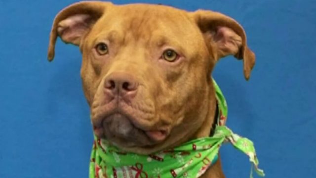 New Macomb County task force aims to tackle animal abuse