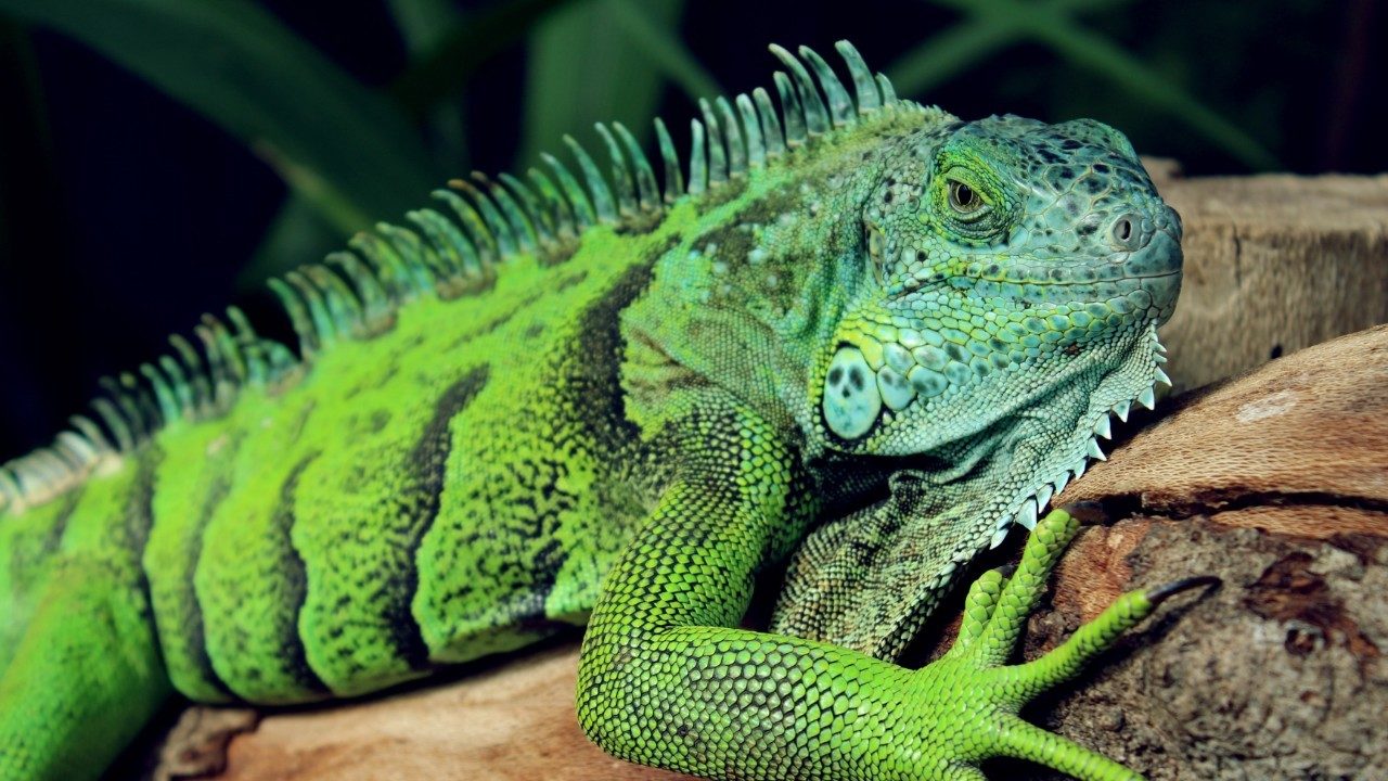 No description available